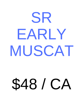 CASE SR 2022 Early Muscat